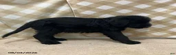 Giant Schnauzer dogs for sale: Baxter - Ad 3
