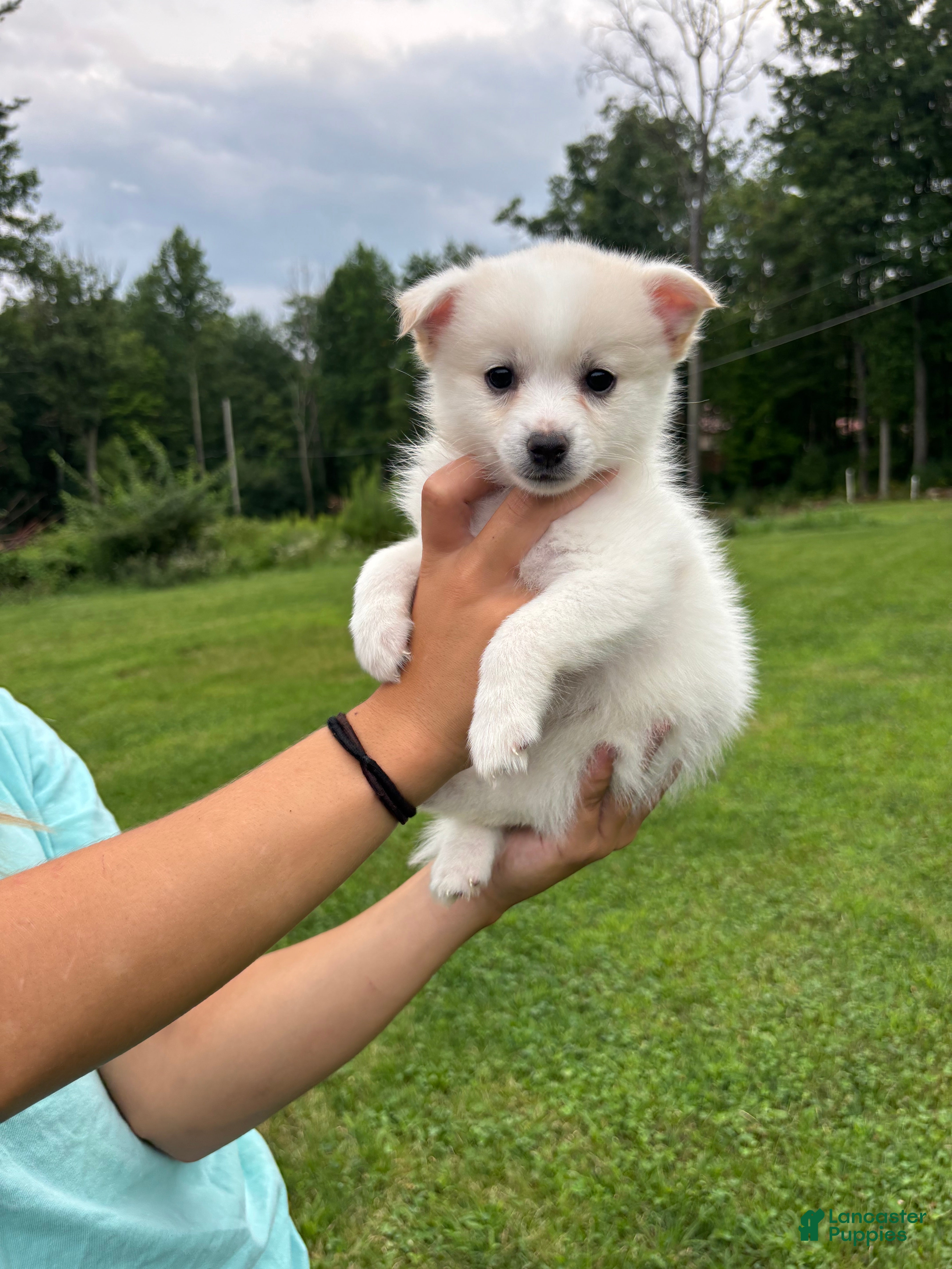 Pomsky dogs Pomsky 3 - Ad 1