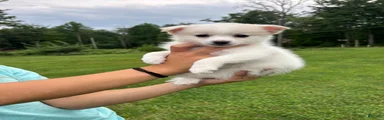 Pomsky 3
