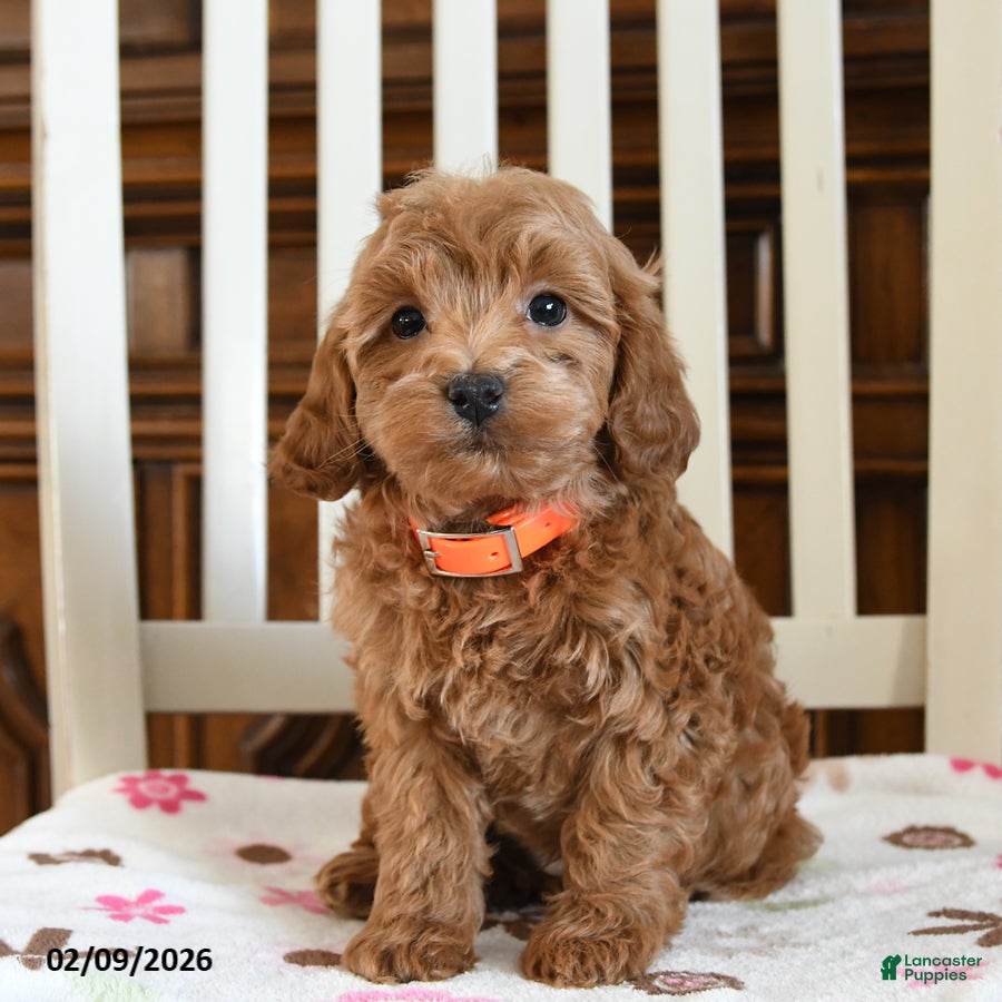 Maltipoo dogs Nekoda - Ad 1