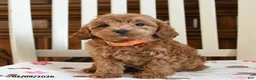 Maltipoo dogs for sale: Nekoda - Ad 1