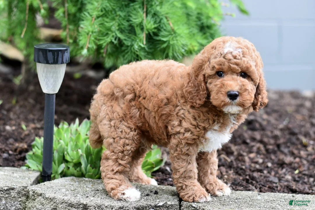 Miniature Poodle dogs for sale: Buster - Ad 2