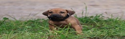 Rhodesian Ridgeback dogs for sale: Juniper - Ad 1