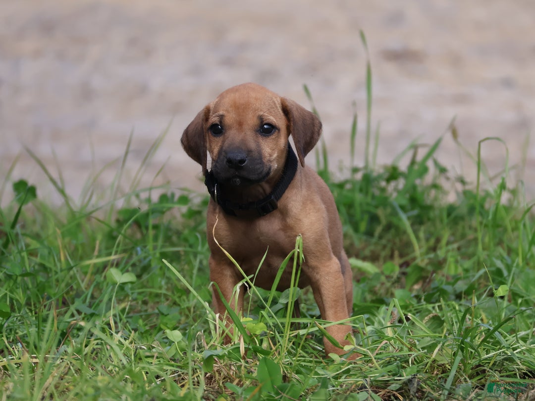 Rhodesian Ridgeback dogs for sale: Juniper - Ad 1