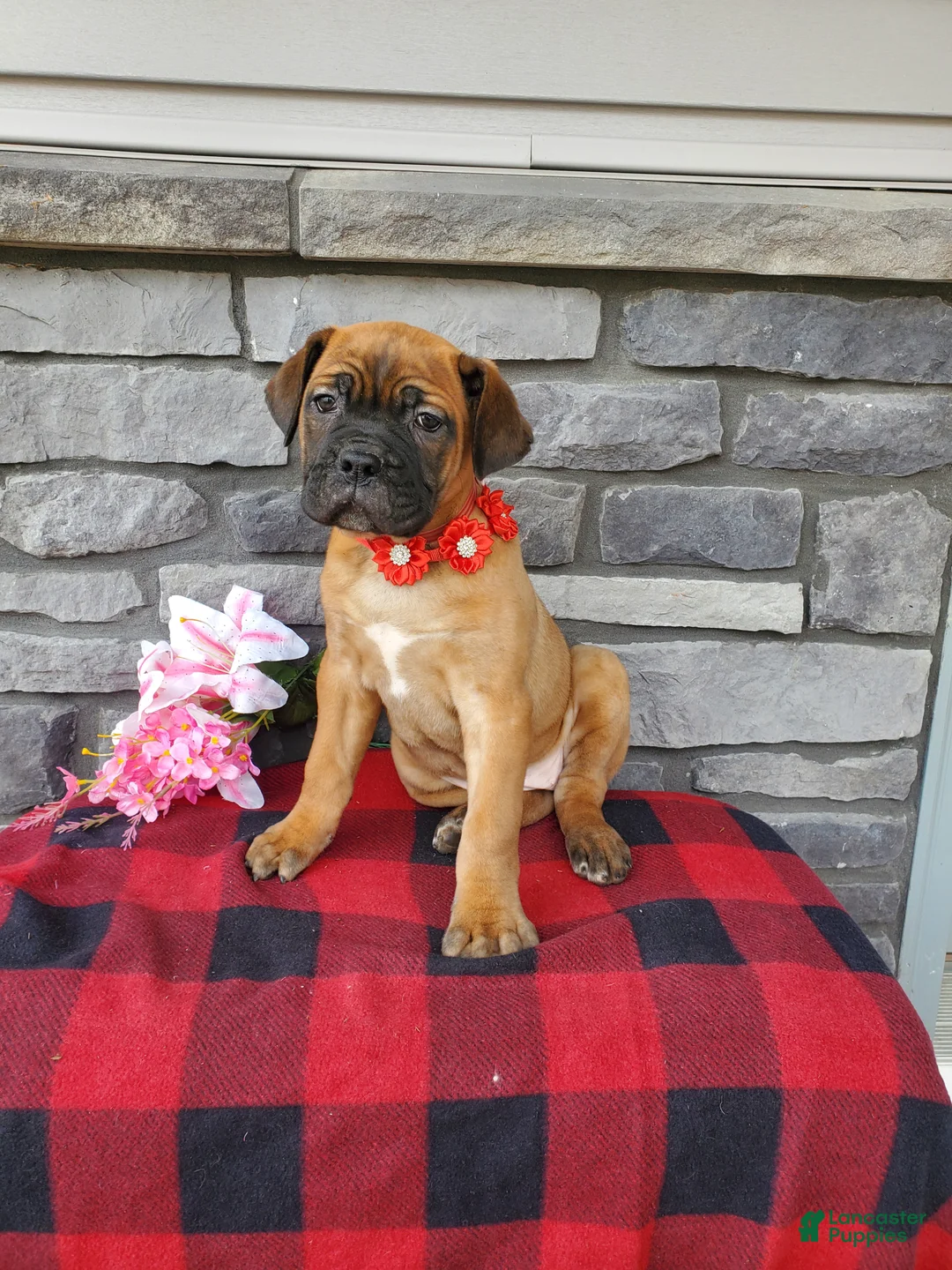 Cane Corso dogs for sale: Cane Corso Puppy 4 - Ad 1