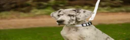 Great Dane dogs for sale: Beatrice Great Dane  - Ad 3