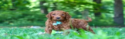 Goldendoodle dogs for sale: Duke - Ad 3