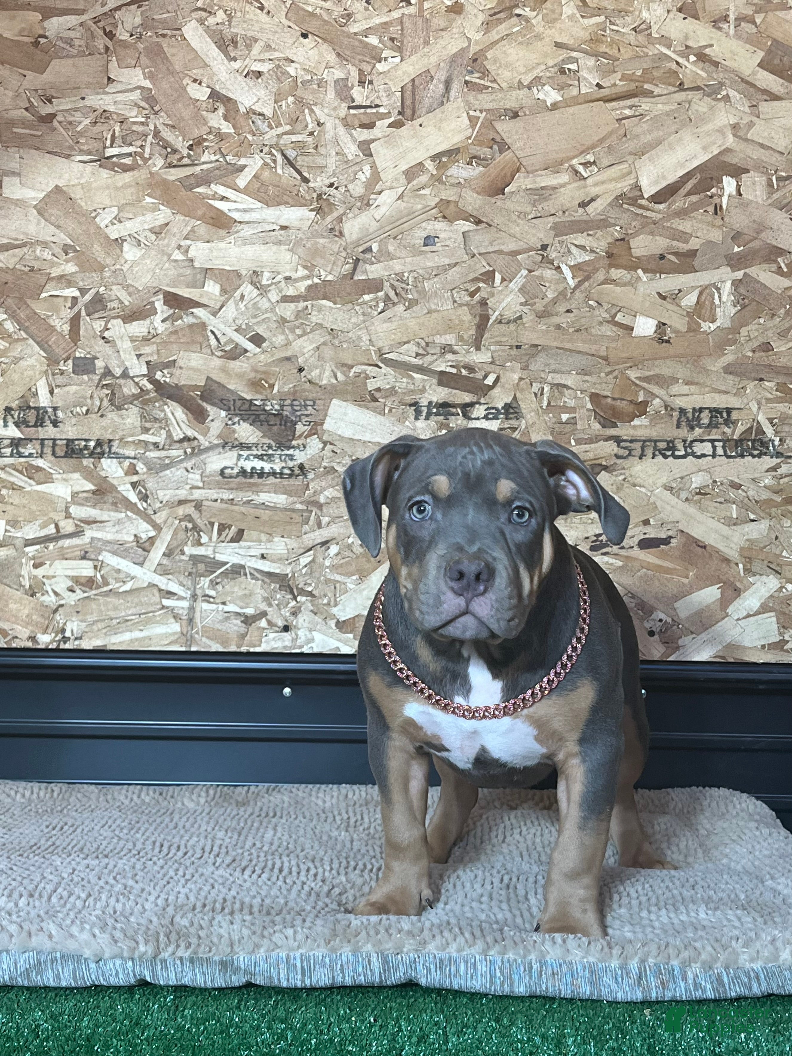 American Bully dogs Elsa - Ad 2