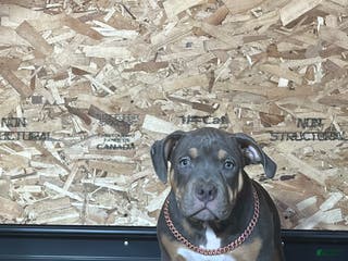 American Bully dogs Elsa - Ad 2