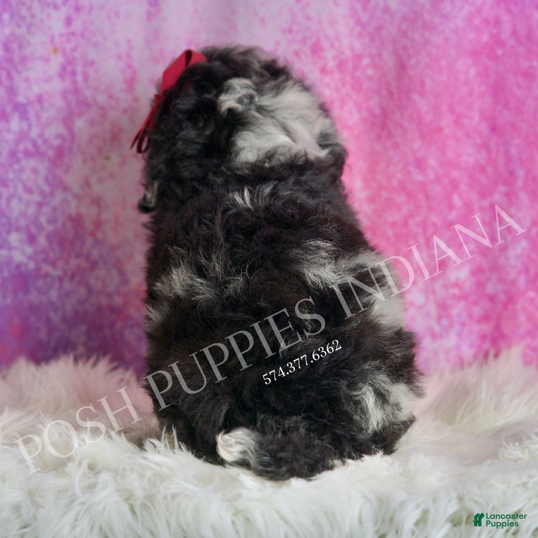 Toy Poodle dogs for sale: Princess - Ad 6