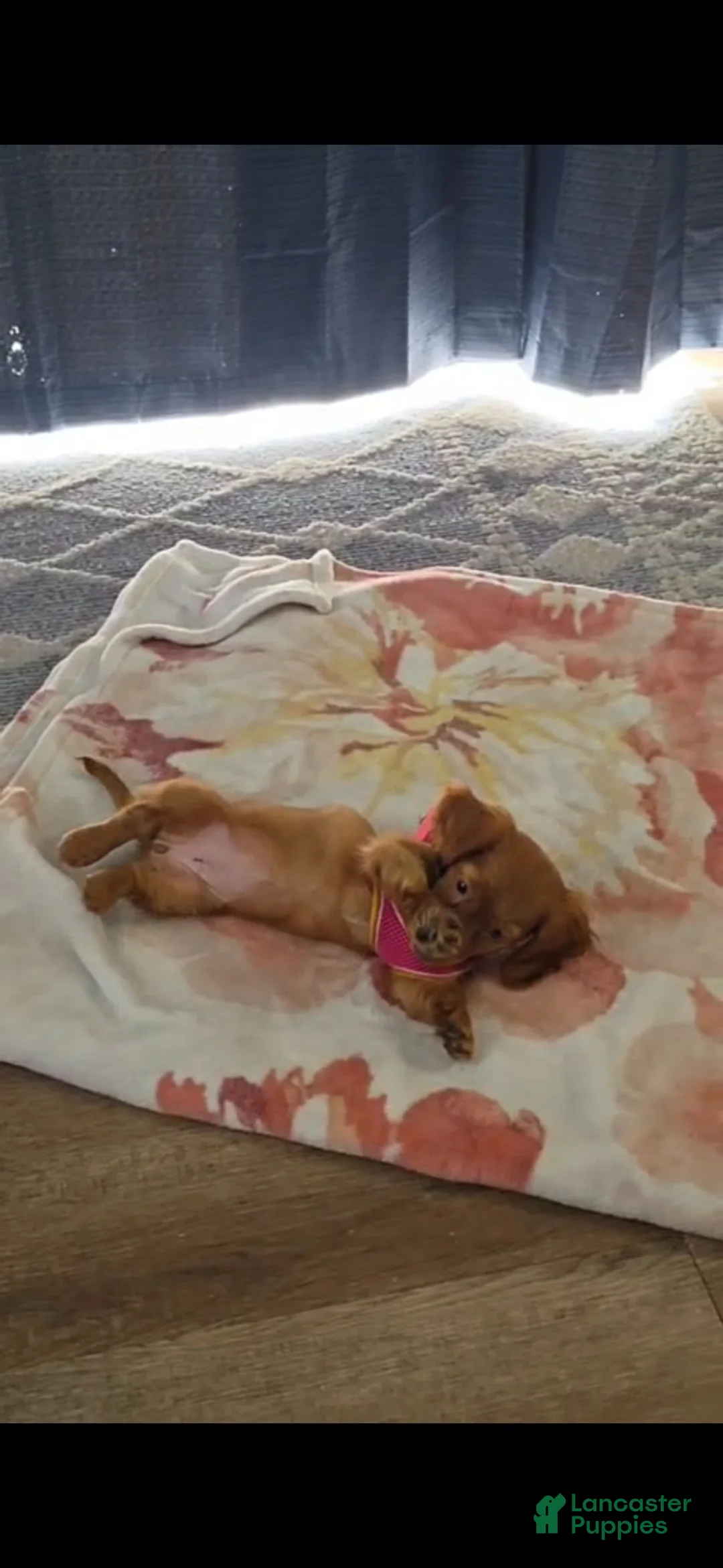 Dachshund dogs for sale: Dachshund 1 - Ad 2