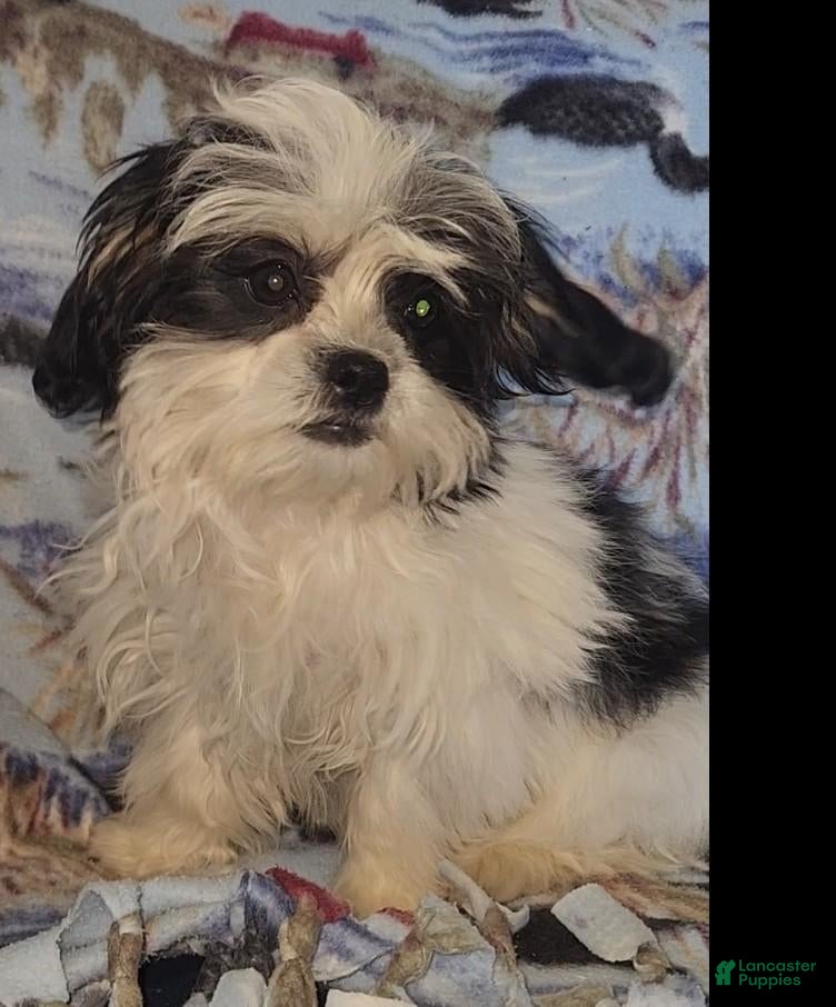 Mixed Breed dogs for sale: Oreo - Ad 1