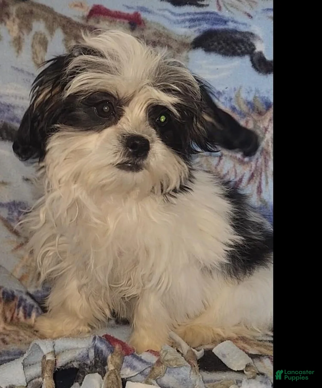 Mixed Breed dogs for sale: Oreo - Ad 1