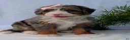 Mini Bernedoodle dogs for sale: Mini Daisy  - Ad 8