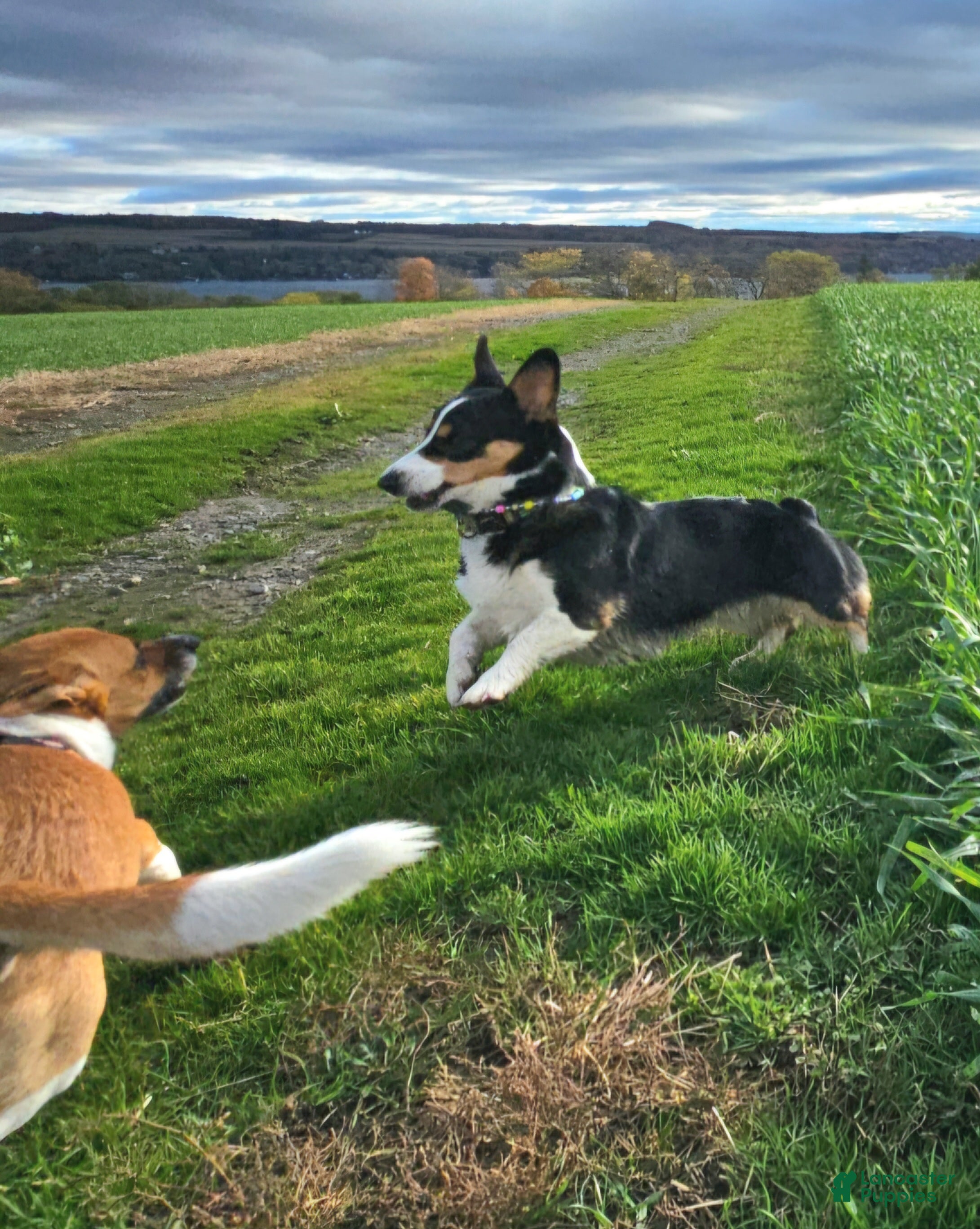 Welsh Corgi Pembroke dogs Cleopatra - Ad 2