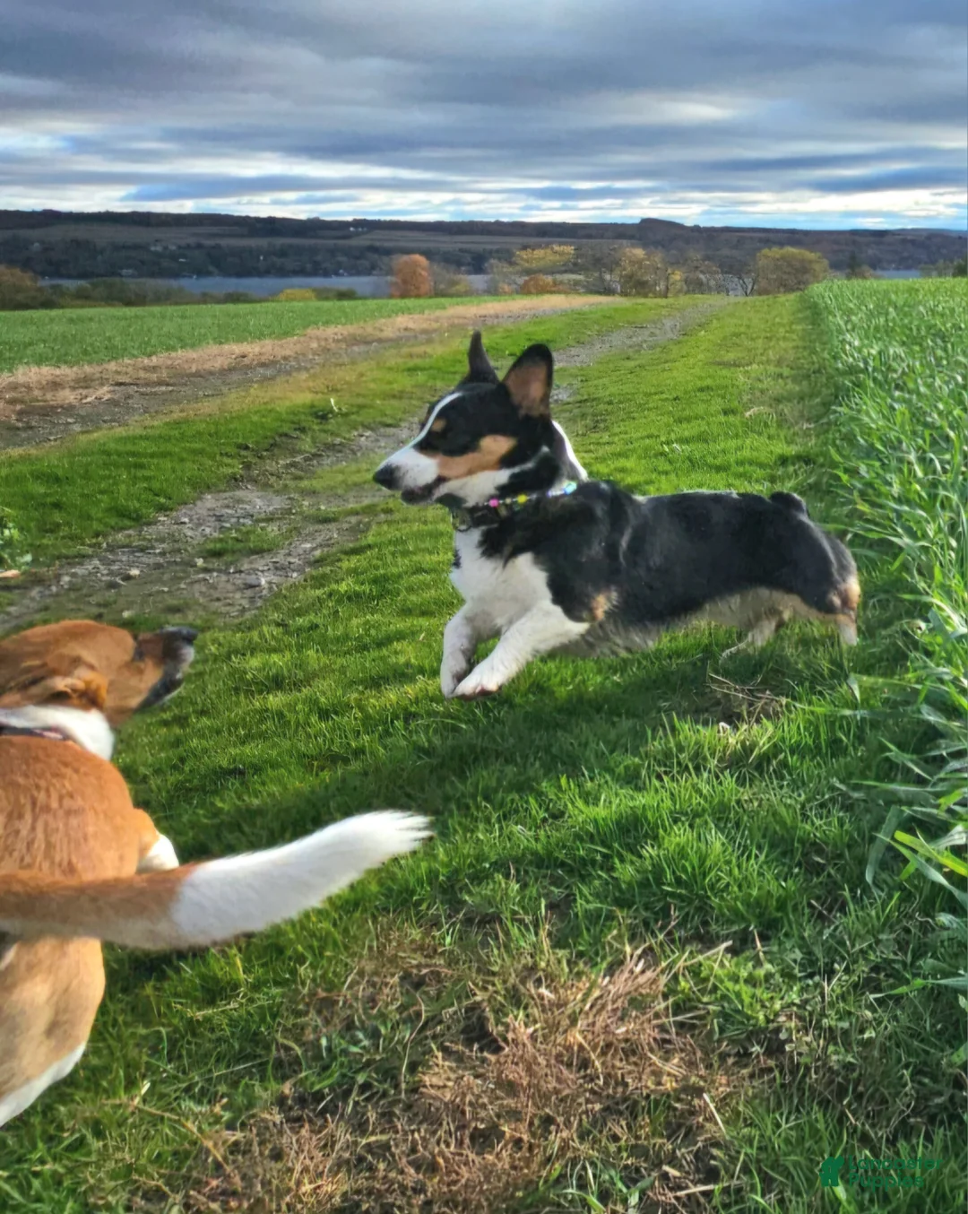 Welsh Corgi Pembroke dogs for sale: Cleopatra - Ad 2