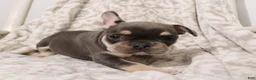 French Bulldog dogs for sale: Lucky - Ad 3