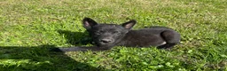 Mixed Breed dogs for sale: Mixed Breed 2 - Ad 3