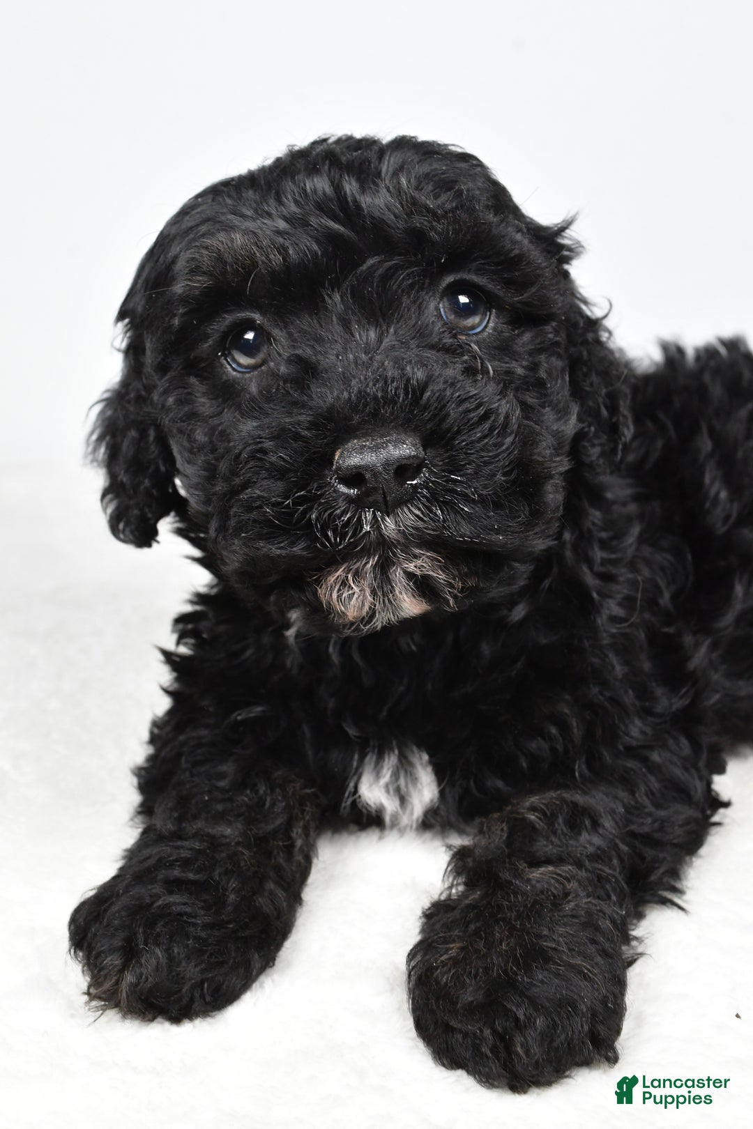 Cockapoo dogs for sale: Baker - Ad 7