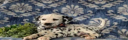 Dalmatian dogs for sale: Joziah - Ad 5