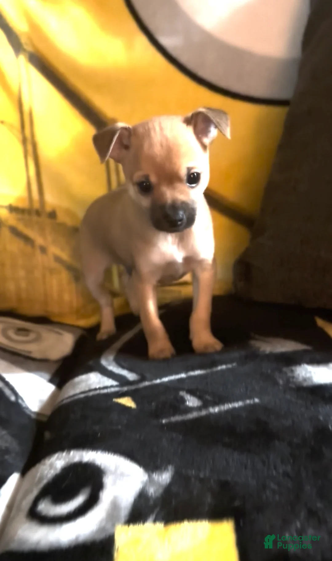 Chihuahua dogs for sale: Chihuahua Puppy 1 - Ad 19