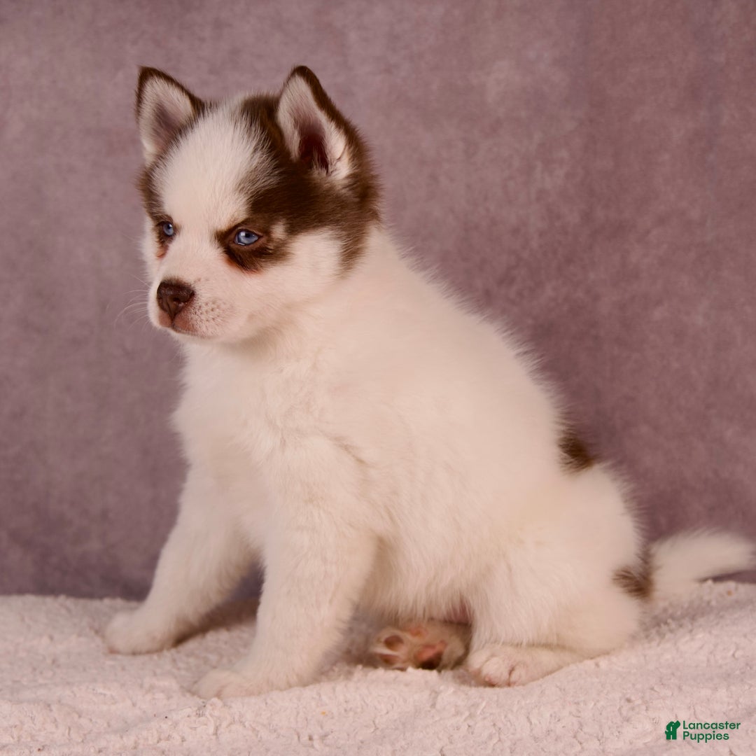Pomsky dogs for sale: AJay - Ad 27