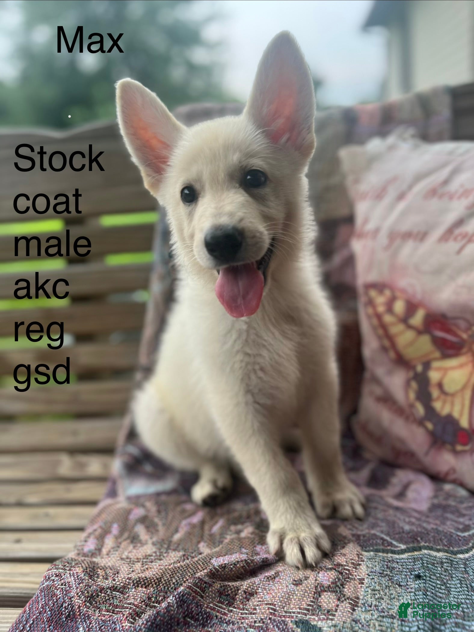 German Shepherd dogs for sale: Max  - Ad 2