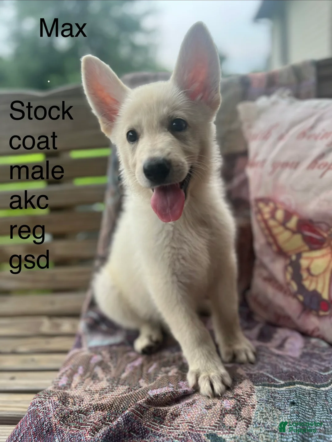 German Shepherd dogs for sale: Max  - Ad 1