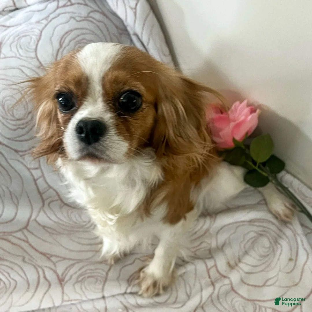 Cavalier King Charles Spaniel dogs for sale: Loyal Cavalier King Charles Spaniel  - Ad 3