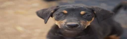 Mixed Breed dogs for sale: Doberdane Blk/Rst F - Ad 3