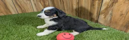 Mini Aussiedoodle dogs for sale: Sunset Girl 3 - Ad 5