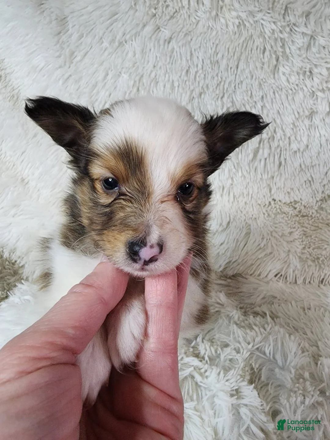 Shetland Sheepdog dogs for sale: Magnus - Ad 8