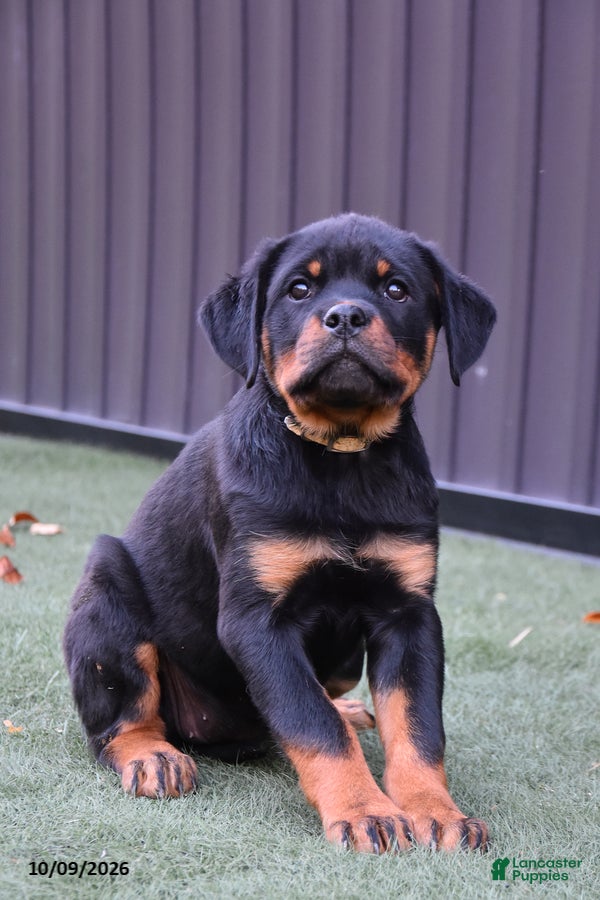 Rottweiler dogs Zola - Ad 1