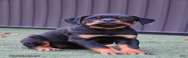 Zola