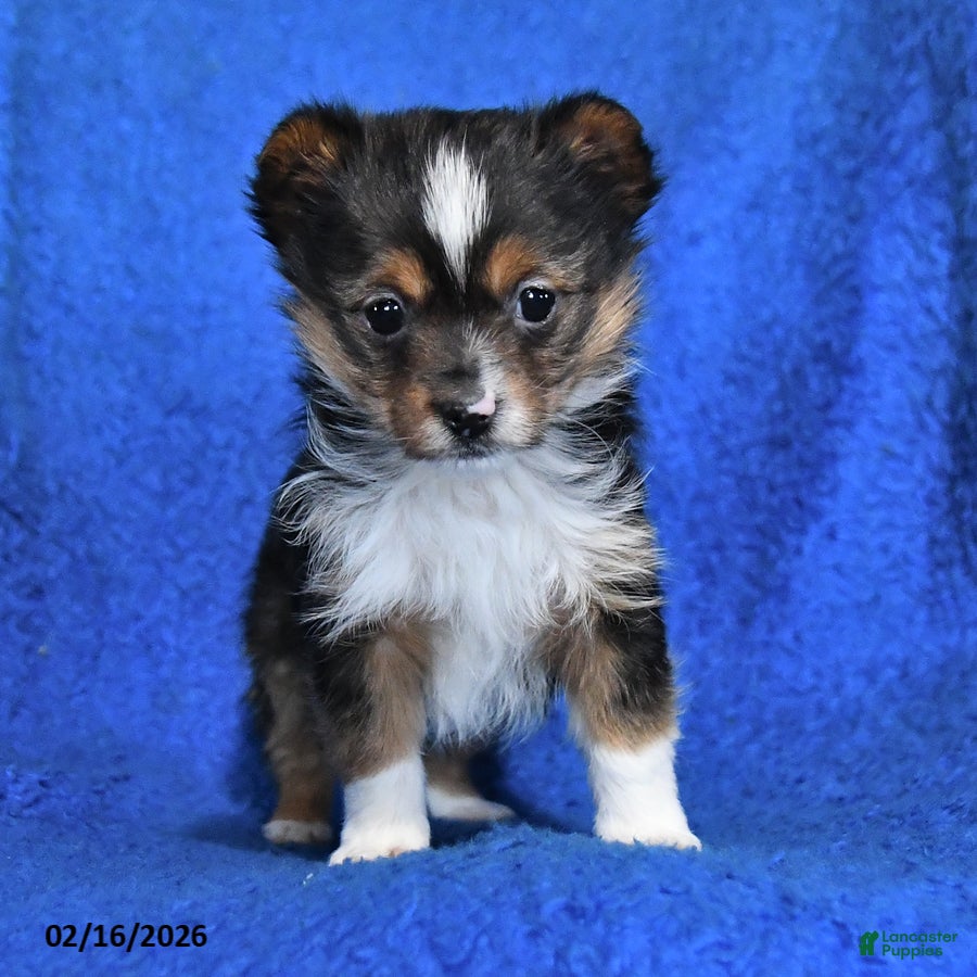 Mixed Breed dogs Sportie - Ad 2