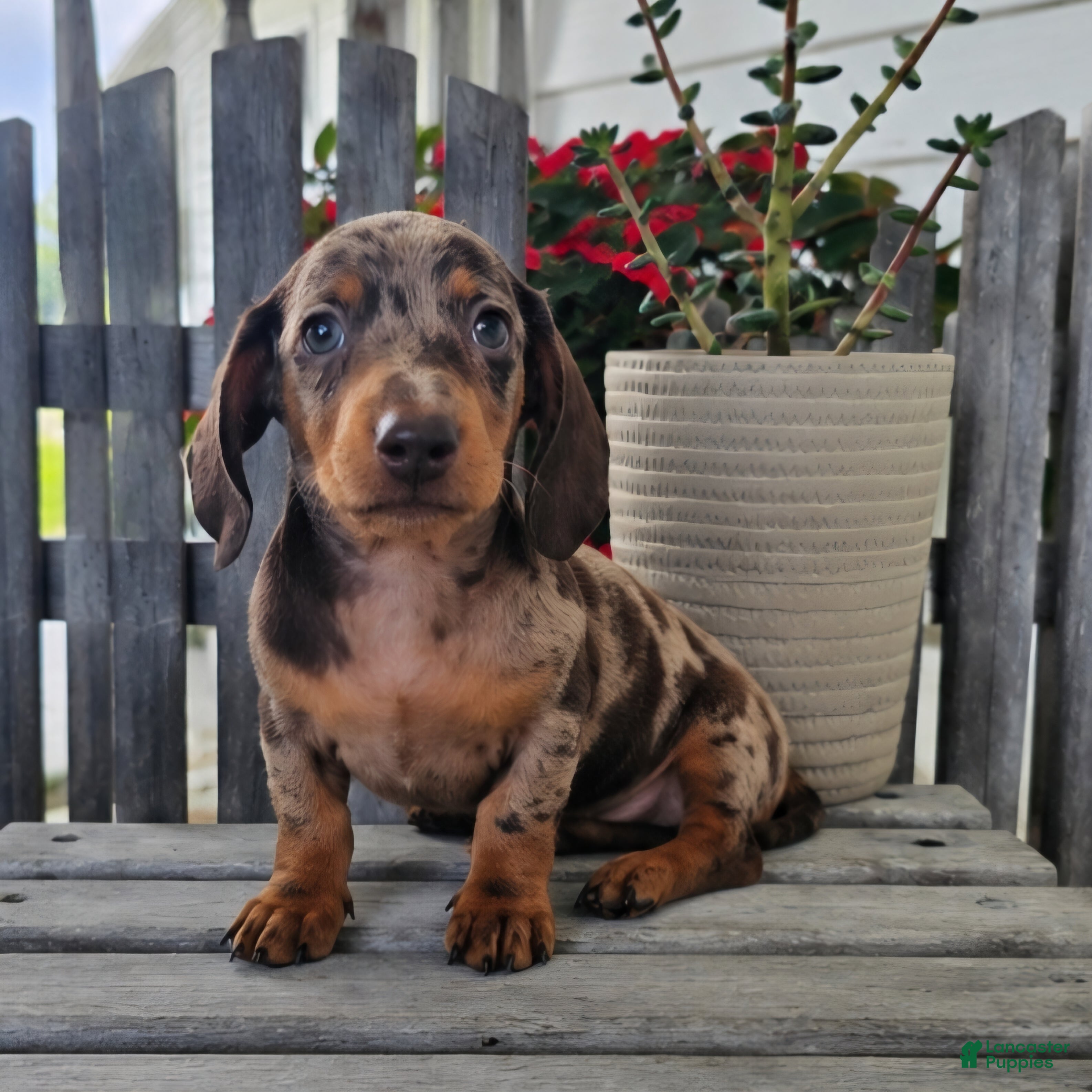 Dachshund dogs Buster - Ad 2