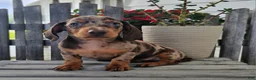 Dachshund dogs for sale: Buster - Ad 2