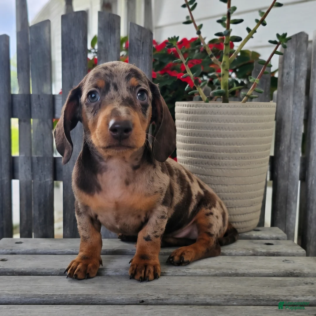Dachshund dogs for sale: Buster - Ad 2