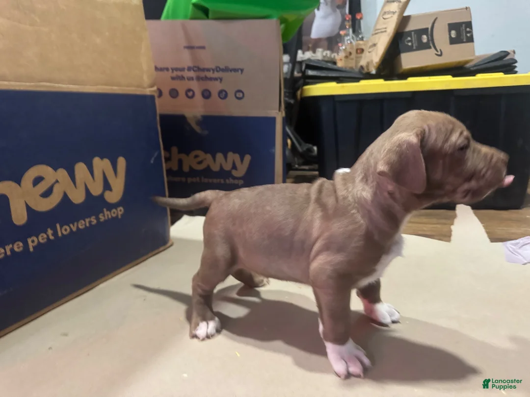 American Bully dogs for sale: American Bully 3 - Ad 1