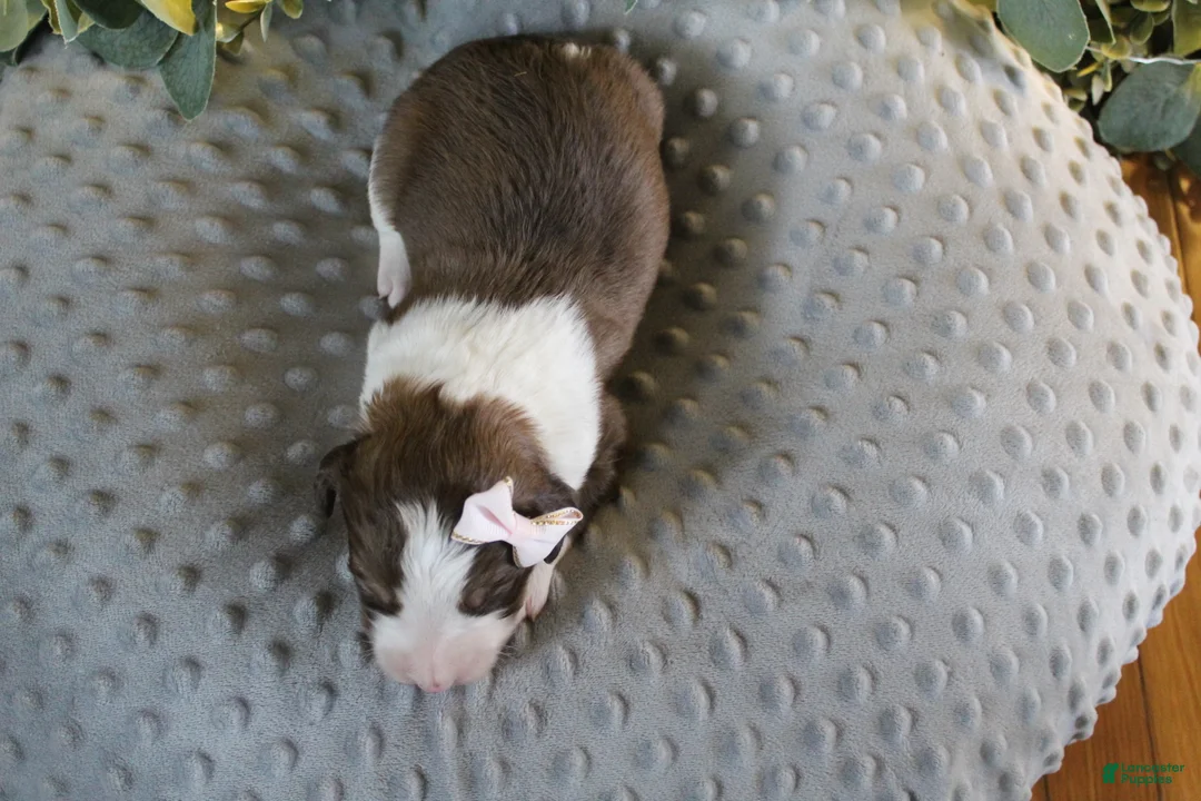 Bordoodle dogs for sale: Luna - Ad 2