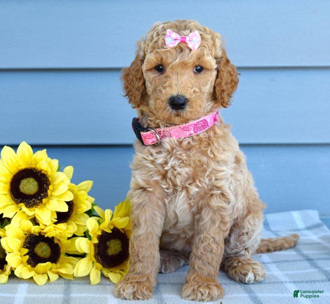 Goldendoodle dogs Hazel - Ad 1