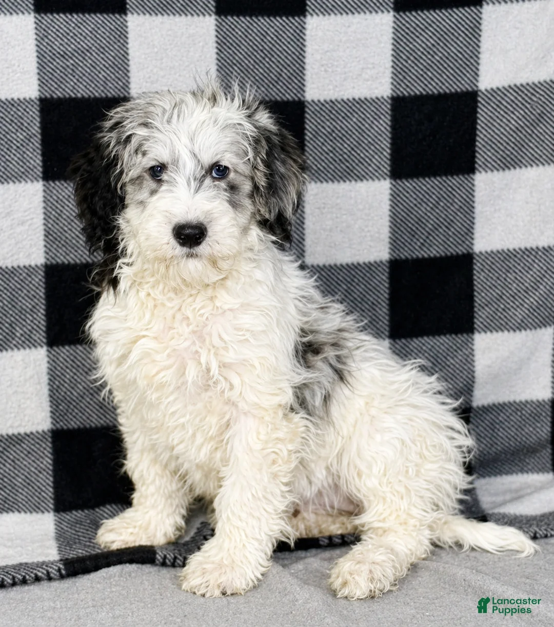 Mixed Breed dogs for sale: Rosie - Ad 1