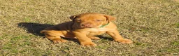 Rhodesian Ridgeback dogs for sale: Rhodesian Ridgeback Puppy 3 - Ad 2