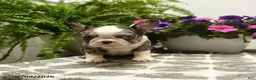 Boston Terrier dogs for sale: Gretel - Ad 5