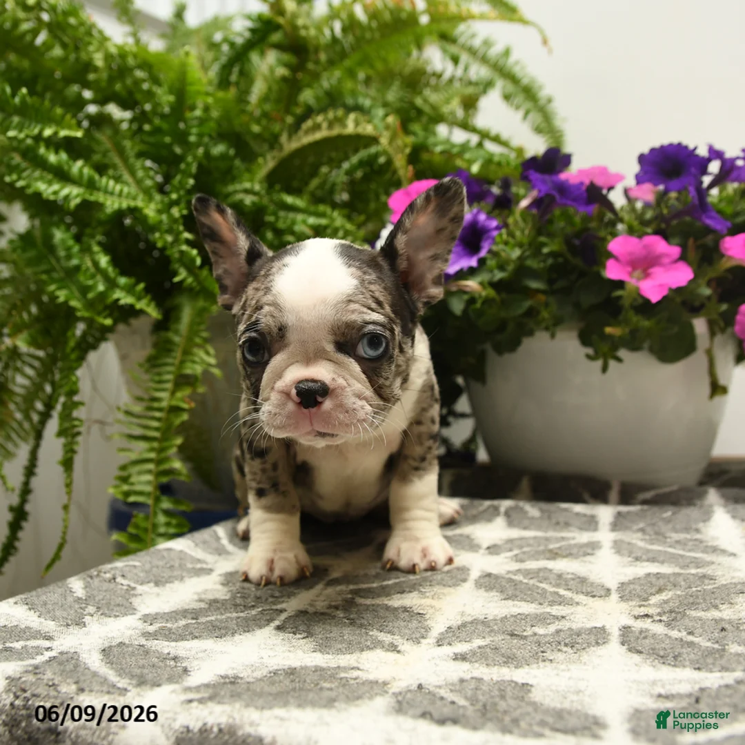 Boston Terrier dogs for sale: Gretel - Ad 5