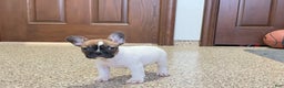 French Bulldog dogs for sale: French Bulldog Puppy 3 - Ad 2