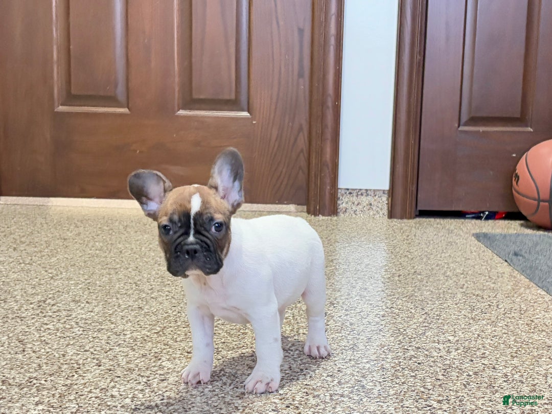 French Bulldog dogs for sale: French Bulldog Puppy 3 - Ad 2