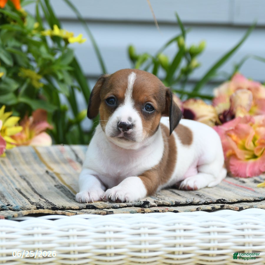 Chiweenie dogs Hero - Ad 2