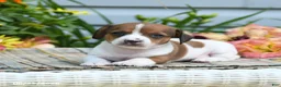 Chiweenie dogs for sale: Hero - Ad 2