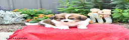 Mixed Breed dogs for sale: Buddy - Ad 2